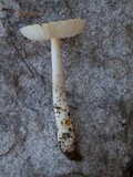 Amanita flavorubens image