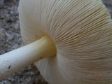 Amanita flavorubens image