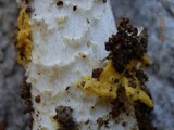 Amanita flavorubens image