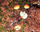 Phaeocollybia ammiratii image