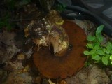 Boletus erythropus image