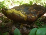 Boletus erythropus image