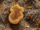 Peziza vesiculosa image