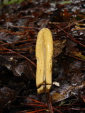 Clavariadelphus occidentalis image