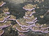 Trichaptum abietinum image