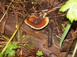 Royoporus badius image