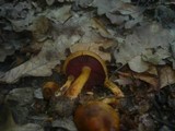 Cortinarius semisanguineus image