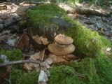 Daedalea quercina image
