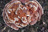 Ganoderma sessile image