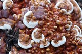 Ganoderma sessile image