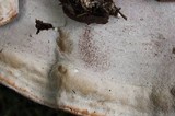 Ganoderma sessile image