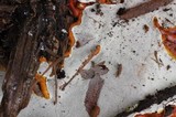 Ganoderma sessile image