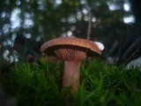 Lactarius camphoratus image