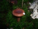Lactarius camphoratus image