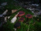 Lactarius camphoratus image