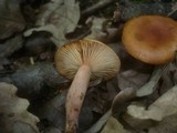 Lactarius cremor image