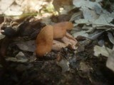 Lactarius cremor image