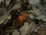 Lactarius cremor image