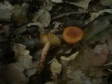 Lactarius cremor image
