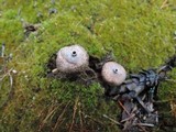 Tulostoma melanocyclum image