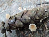 Baeospora myosura image