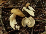 Entoloma lividoalbum image