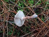 Cystodermella cinnabarina image