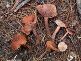 Lactarius hepaticus image