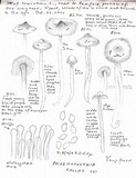 Phaeocollybia fallax image