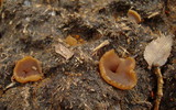 Peziza vesiculosa image