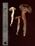 Phaeocollybia kauffmanii image
