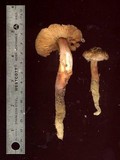 Phaeocollybia kauffmanii image