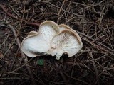 Lentinellus vulpinus image