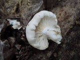 Hypsizygus marmoreus image