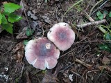 Russula mariae image