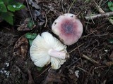 Russula mariae image