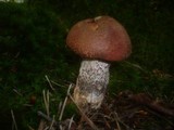 Leccinum aurantiacum image