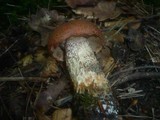 Leccinum aurantiacum image