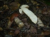 Leccinum aurantiacum image
