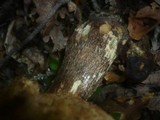 Leccinum aurantiacum image