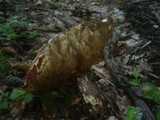 Leccinum aurantiacum image