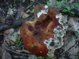 Leccinum aurantiacum image