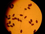 Psathyrella prona image