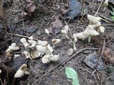 Helvella elastica image