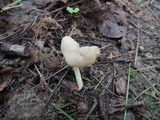 Helvella elastica image
