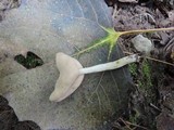 Helvella elastica image