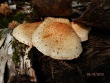 Pholiota squarrosoides image