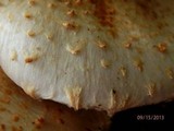 Pholiota squarrosoides image