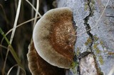 Coriolopsis gallica image