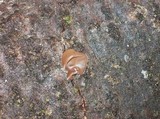 Auricularia americana image